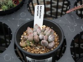 多肉植物・サボテンの紹介