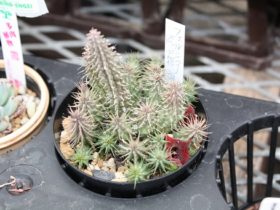 多肉植物・サボテンの紹介