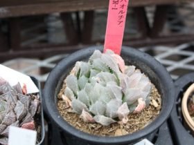 多肉植物・サボテンの紹介