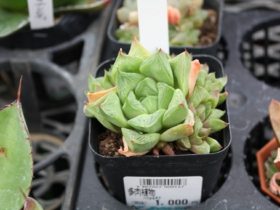 多肉植物・サボテンの紹介