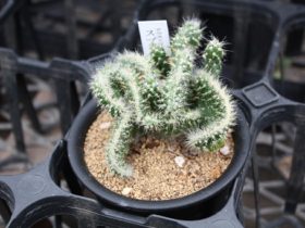 多肉植物・サボテンの紹介