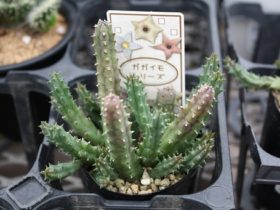 多肉植物・サボテンの紹介