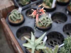 多肉植物・サボテンの紹介