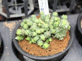 多肉植物・サボテンの紹介