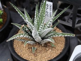 多肉植物・サボテンの紹介
