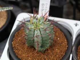多肉植物・サボテンの紹介