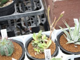 多肉植物・サボテンの紹介
