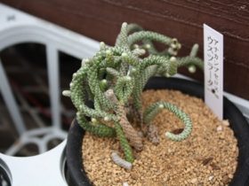 多肉植物・サボテンの紹介