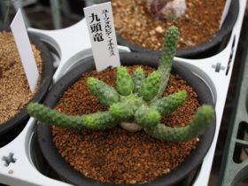 多肉植物・サボテンの紹介