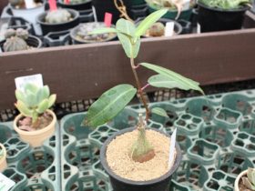 多肉植物・サボテンの紹介