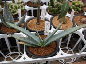 多肉植物・サボテンの紹介