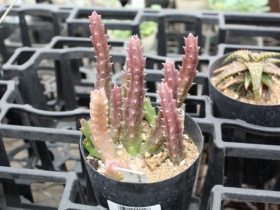 多肉植物・サボテンの紹介