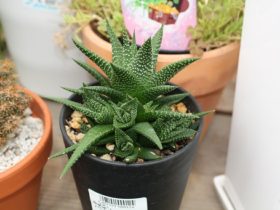 多肉植物・サボテンの紹介