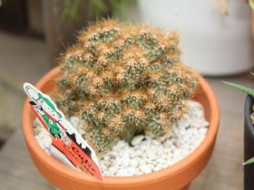 多肉植物・サボテンの紹介