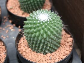 多肉植物・サボテンの紹介