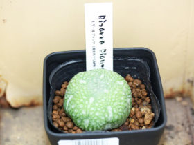 多肉植物・サボテンの紹介
