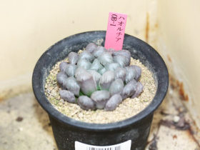 多肉植物・サボテンの紹介