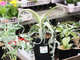 多肉植物・サボテンの紹介