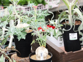 多肉植物・サボテンの紹介