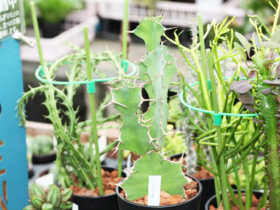 多肉植物・サボテンの紹介