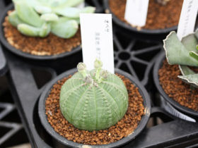 多肉植物・サボテンの紹介