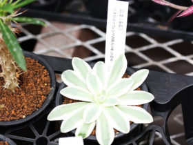 多肉植物・サボテンの紹介