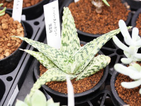 多肉植物・サボテンの紹介