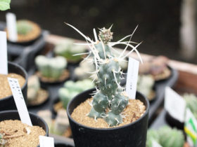 多肉植物・サボテンの紹介
