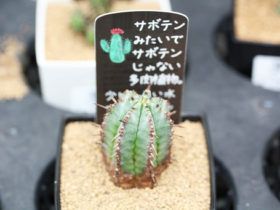 多肉植物・サボテンの紹介