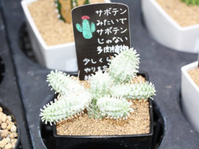 多肉植物・サボテンの紹介