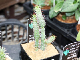 多肉植物・サボテンの紹介