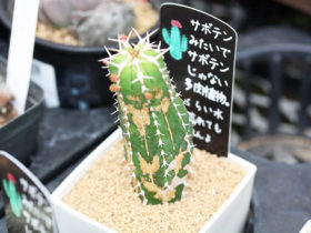 多肉植物・サボテンの紹介