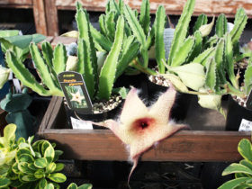 多肉植物・サボテンの紹介