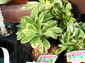 多肉植物・サボテンの紹介