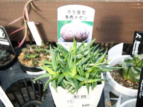 多肉植物・サボテンの紹介
