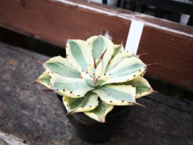 多肉植物・サボテンの紹介