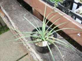 多肉植物・サボテンの紹介