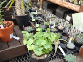 多肉植物・サボテンの紹介