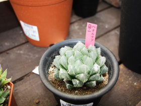 多肉植物・サボテンの紹介