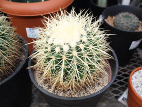 多肉植物・サボテンの紹介