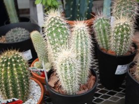 多肉植物・サボテンの紹介
