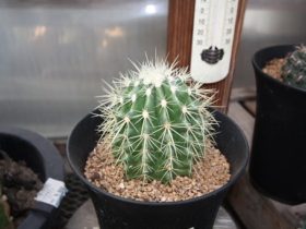多肉植物・サボテンの紹介