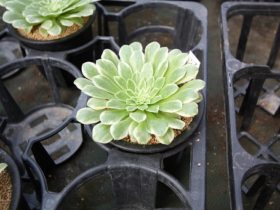 多肉植物・サボテンの紹介