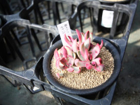 多肉植物・サボテンの紹介
