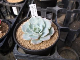 多肉植物・サボテンの紹介