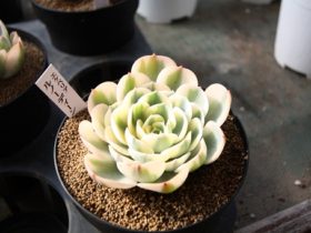 多肉植物・サボテンの紹介