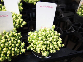 多肉植物・サボテンの紹介