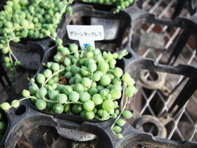 多肉植物・サボテンの紹介