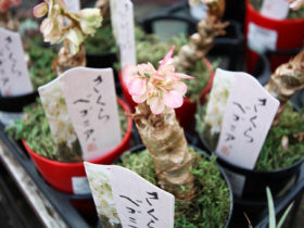 多肉植物・サボテンの紹介