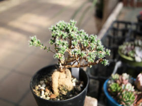 多肉植物・サボテンの紹介